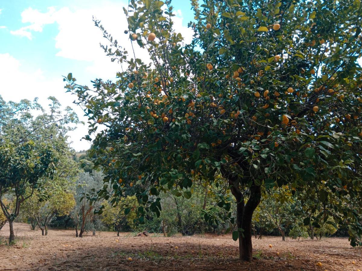 Odori Di Zagara Villa Caltanissetta Dış mekan fotoğraf