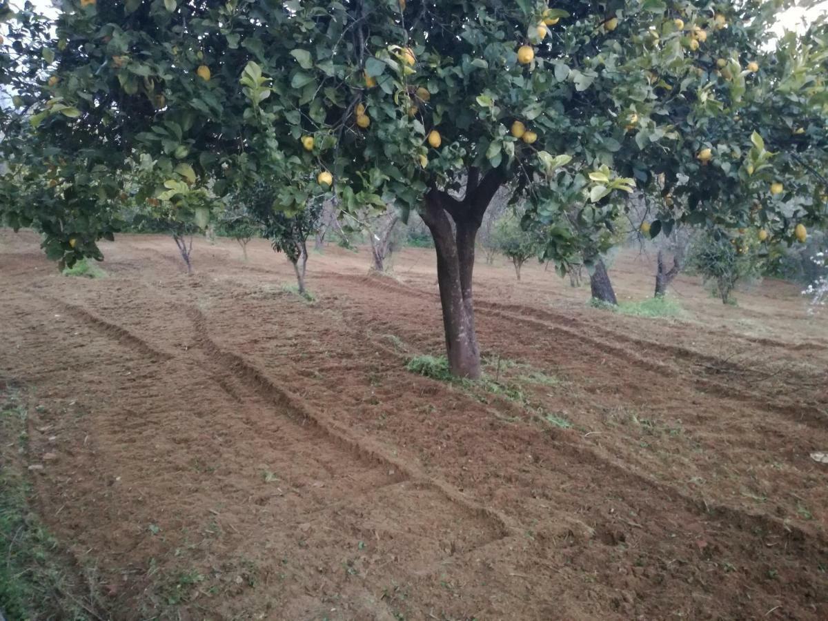 Odori Di Zagara Villa Caltanissetta Dış mekan fotoğraf